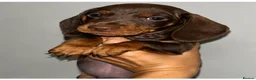 Dachshund dogs for sale: 7 miniature dachshund puppies  - Advert 2