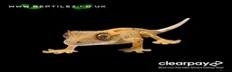 Gecko reptiles for sale: GECKO BABIES - Advert 1