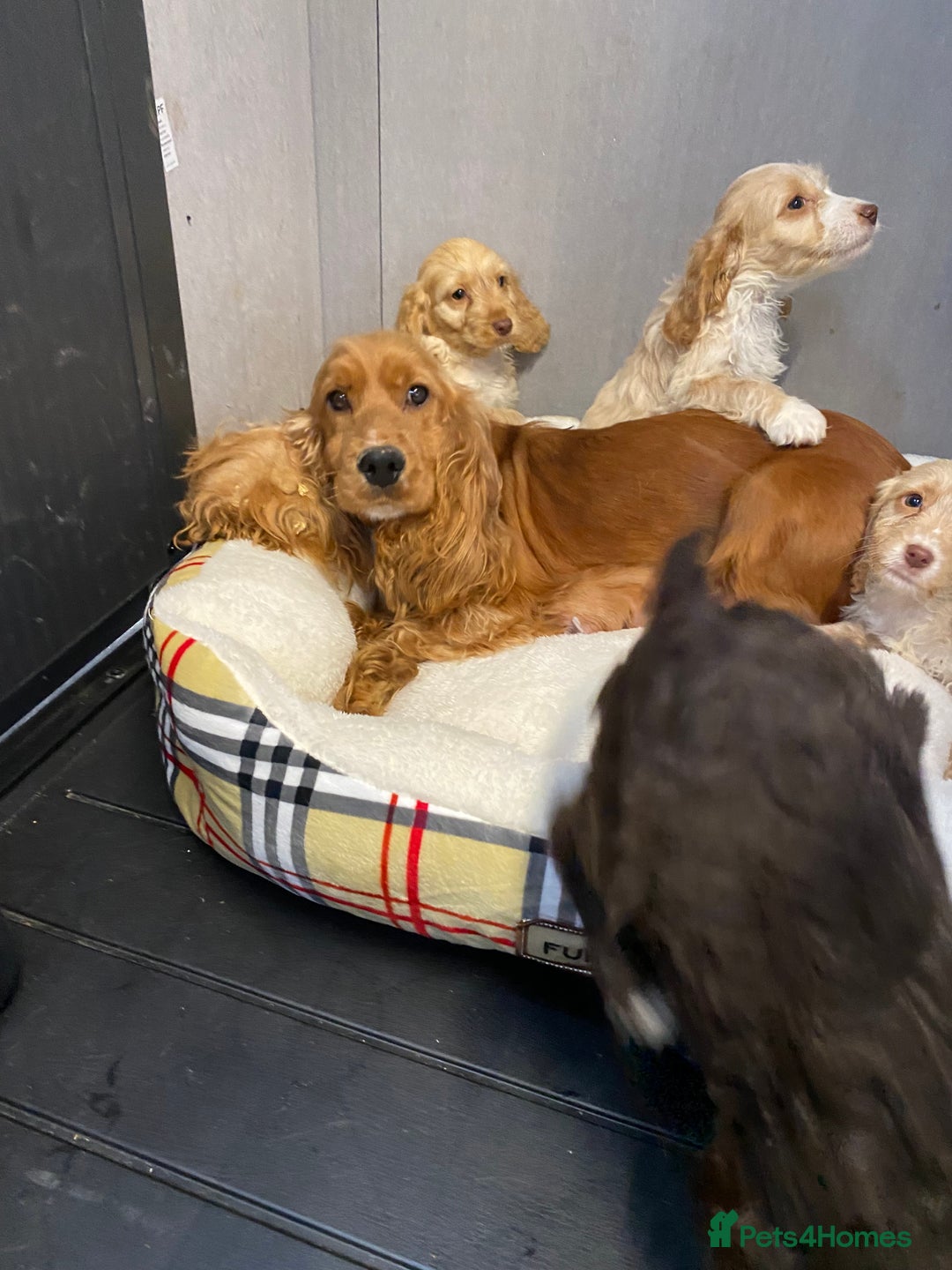 Cockapoo dogs for sale: AMAZING STUNNING F1 SHOW TYPE COCKAPOO  - Image 31