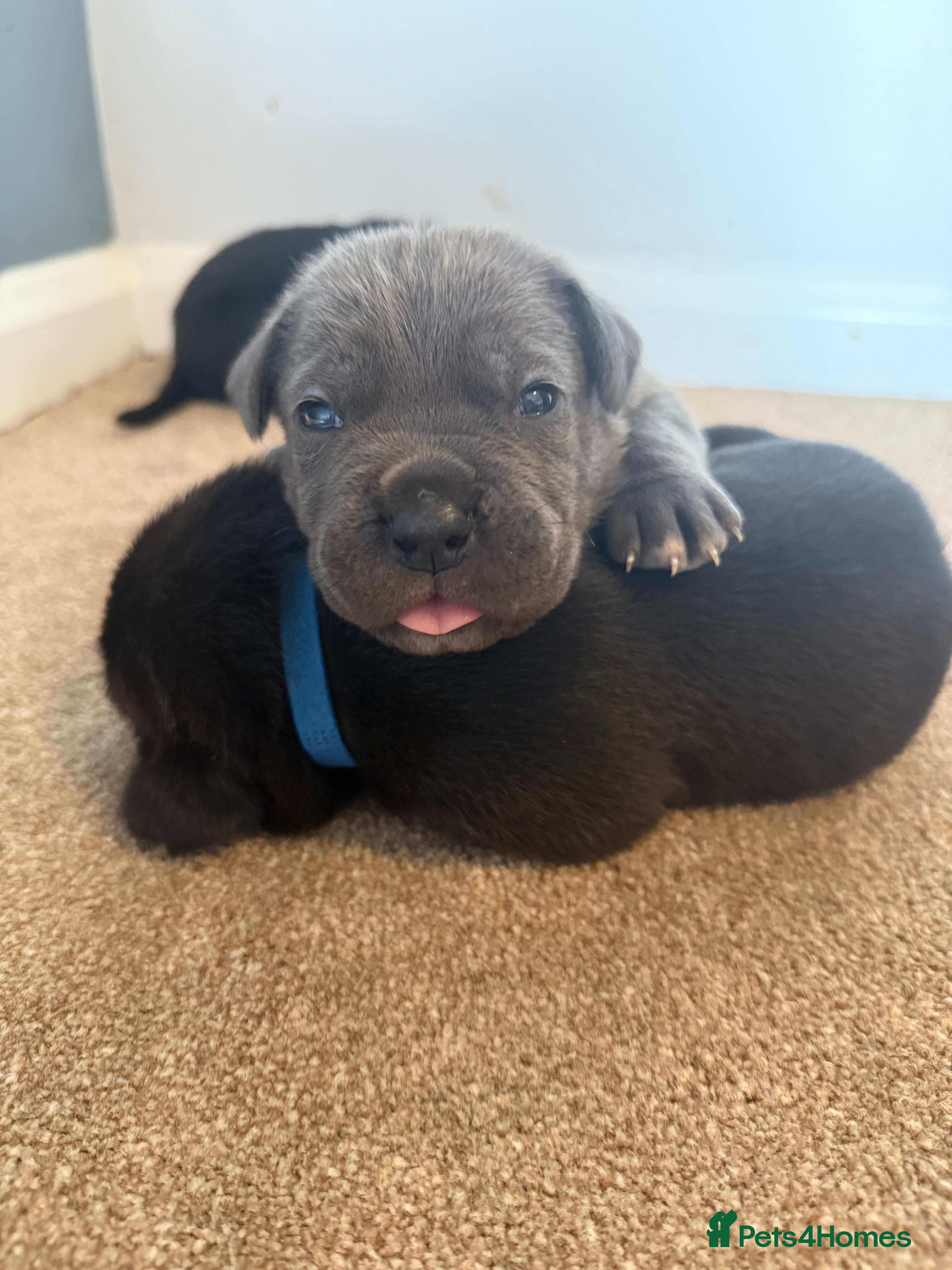 Cane Corso dogs 🐾🐾Pure Breed Cane Corso Puppy’s🐾🐾 - Advert 5