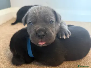 Cane Corso dogs 🐾🐾Pure Breed Cane Corso Puppy’s🐾🐾 - Advert 5