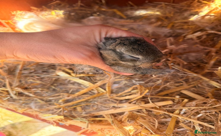 Mini Lion Lop rabbits - Advert 4