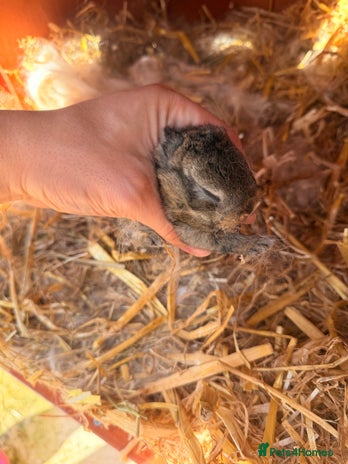 Mini Lion Lop rabbits - Advert 1