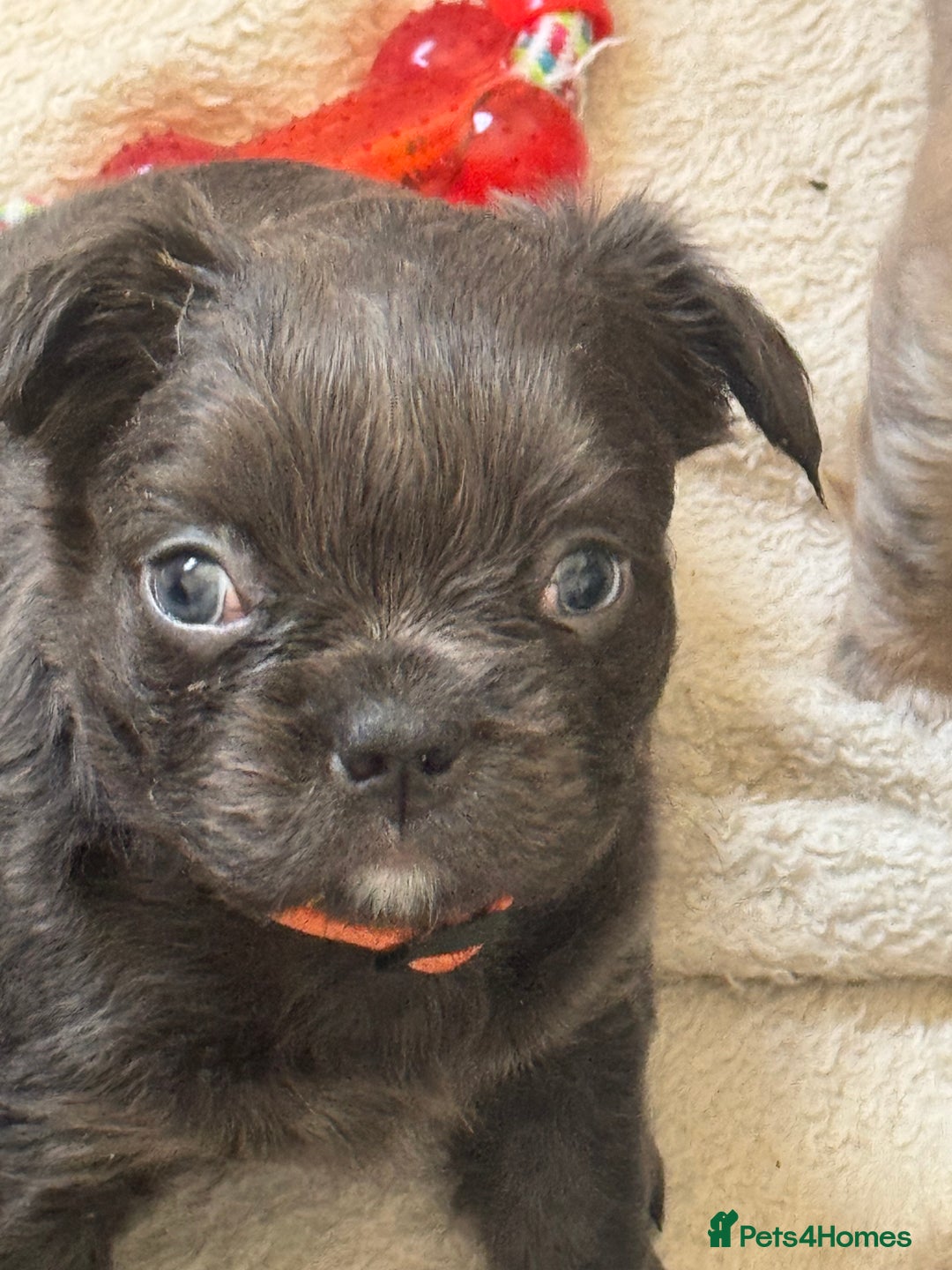 French Bulldog dogs for sale: Fluffy frenchies  - Image 10