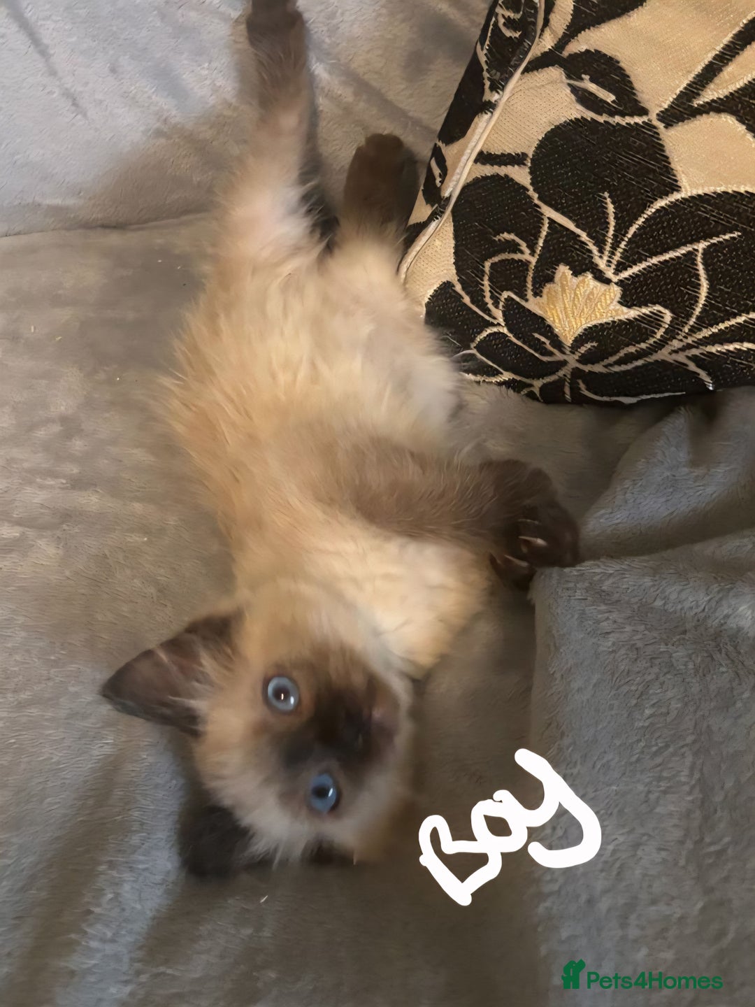 Ragdoll cats for sale: 6 gorgeous seal ragdoll kittens  - Image 4
