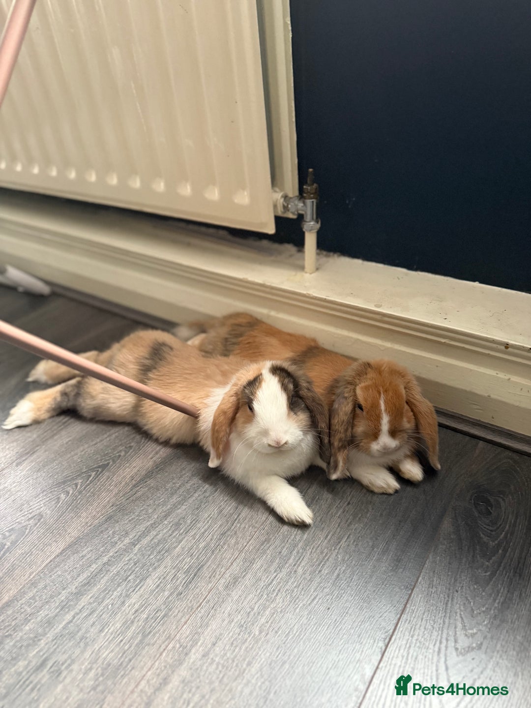 Mini Lop rabbits for sale: Mini lop brothers - Advert 1