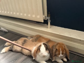 Mini Lop rabbits Mini lop brothers - Advert 5