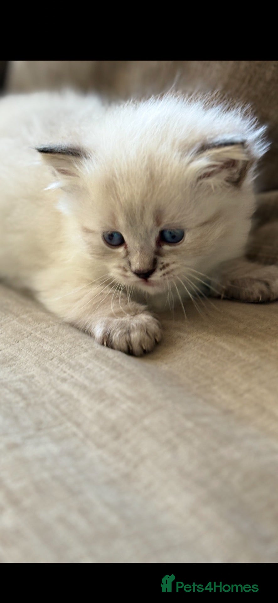 Ragdoll cats 🌺 Exceptional GCCF Babies 🌺 - Advert 12