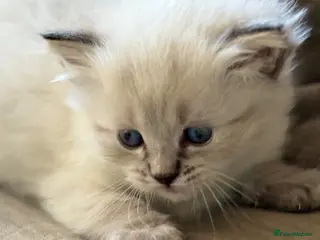 Ragdoll cats 🌺 Exceptional GCCF Babies 🌺 - Advert 12