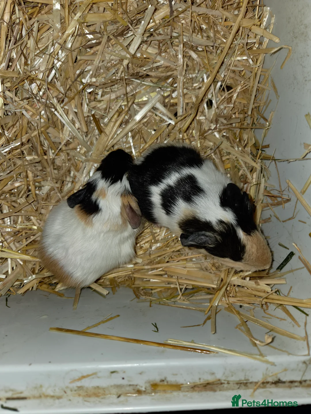 Guinea Pig rodents for sale: Gorgeous bonded brothers - Advert 5