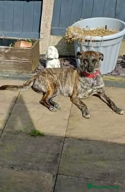 Mixed Breed dogs MAIZIE - The Sweetest Soul After Her Forever Home - Advert 1