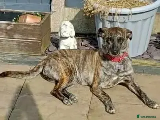 Mixed Breed dogs MAIZIE - The Sweetest Soul After Her Forever Home - Advert 1