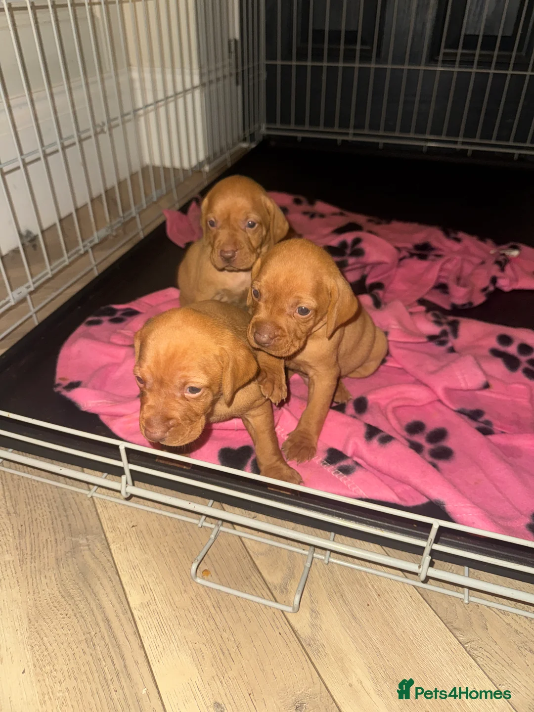 Hungarian Vizsla dogs for sale: Hungarian Vizsla KC Puppies excellent Pedigree - Advert 29