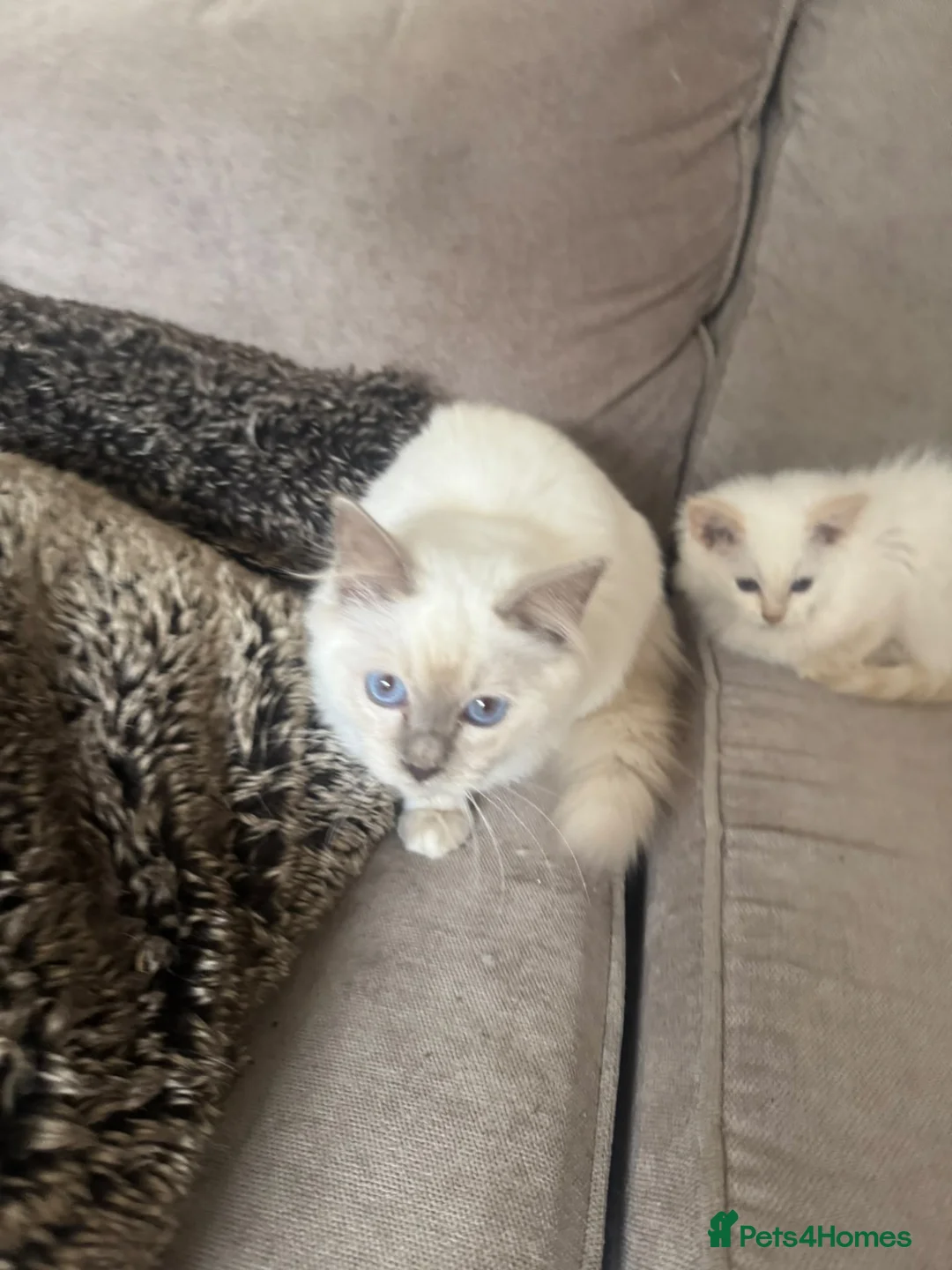 Ragdoll cats for sale: Ragdoll Kittens - Advert 2