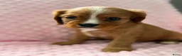 Cavalier King Charles Spaniel dogs for sale: Beautiful cavalier king charles puppies  - Advert 8