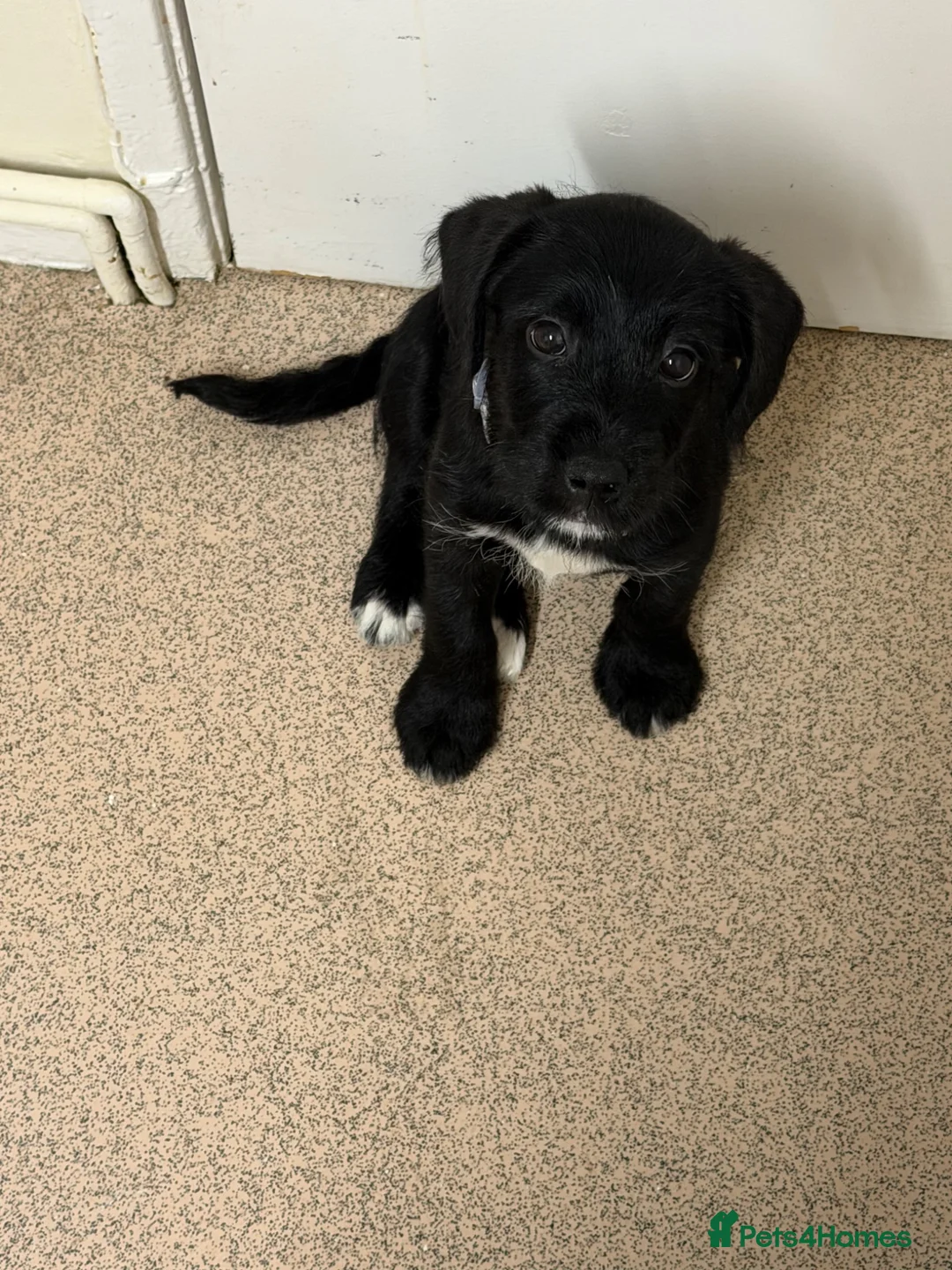 Mixed Breed dogs for sale: patch - Advert 1