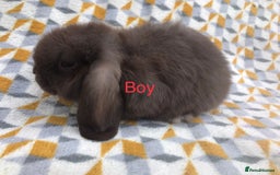 Mini Lop rabbits for sale: Beautiful mini lops  - Image 10