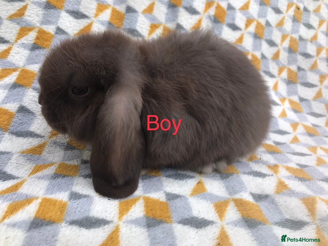 Mini Lop rabbits for sale: Beautiful mini lops  - Image 10