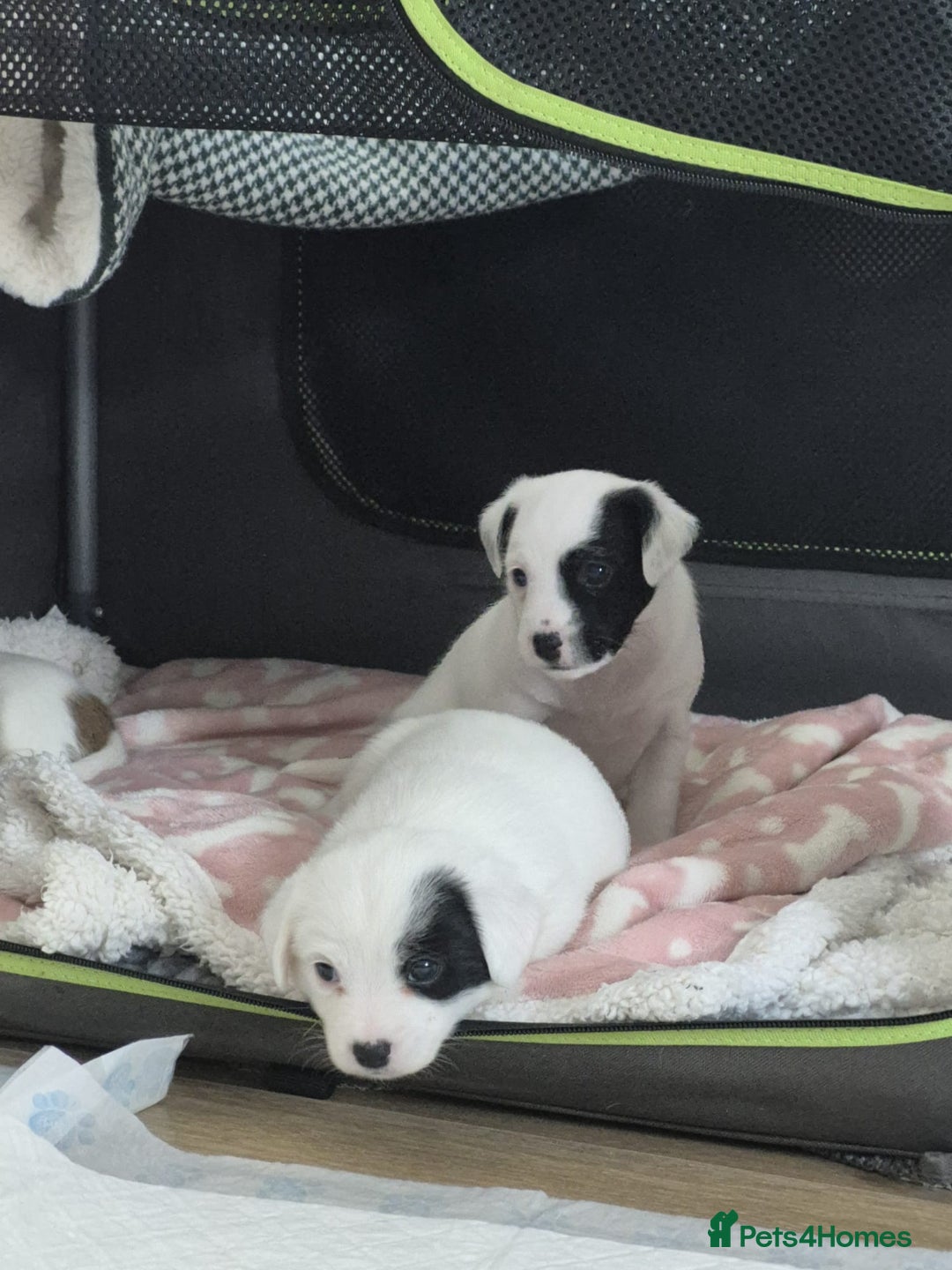 Jack Russell dogs for sale: 1 Beautiful boy Jack Russell puppy left for sale - Image 20