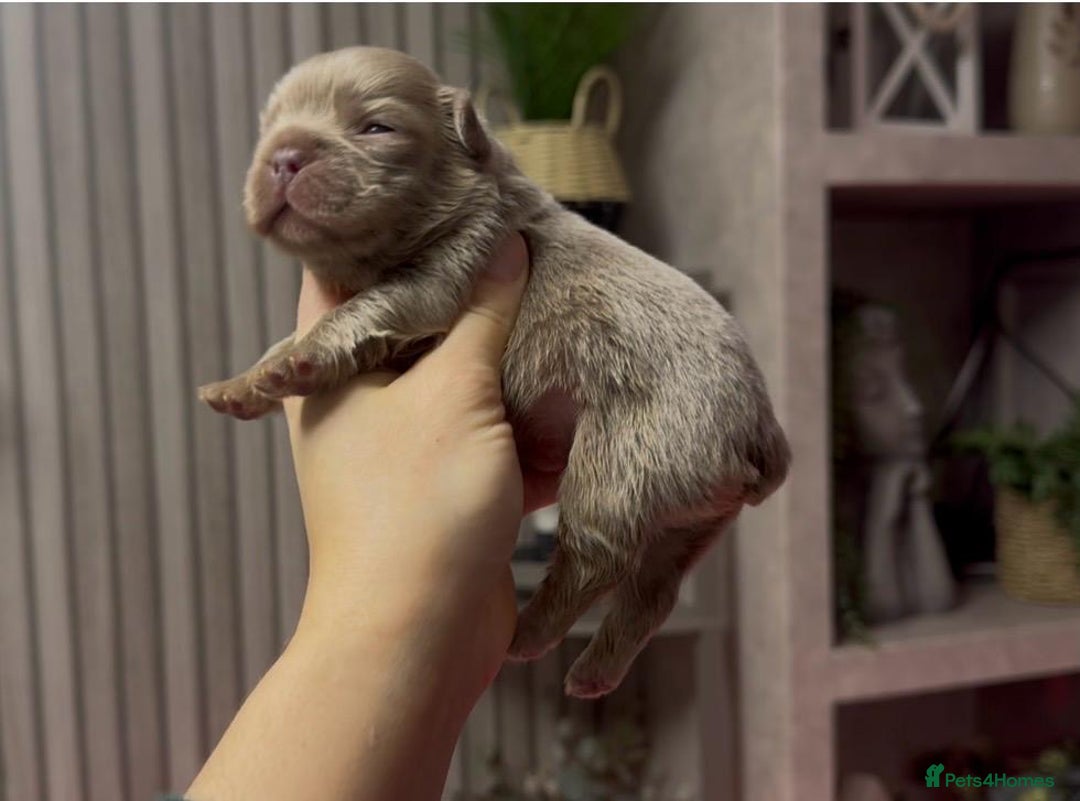 French Bulldog dogs for sale: Kc registered fluffy French bulldogs  - Advert 6