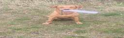 Labrador Retriever dogs for sale: Labrador retriever pups for sale - Advert 13