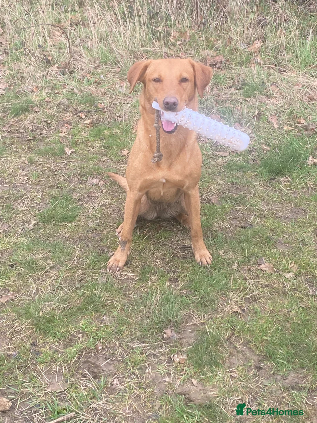 Labrador Retriever dogs for sale: Labrador retriever pups for sale - Advert 13