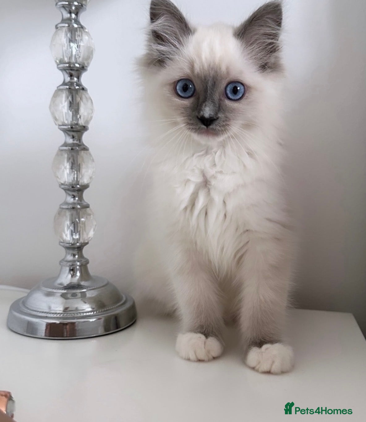 Ragdoll cats ⭐️ Meet Our Beautiful Ragdoll Babies ⭐️ - Advert 4