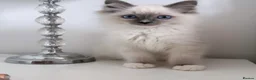 Ragdoll cats for sale: ⭐️ Meet Our Beautiful Ragdoll Babies ⭐️ - Advert 1