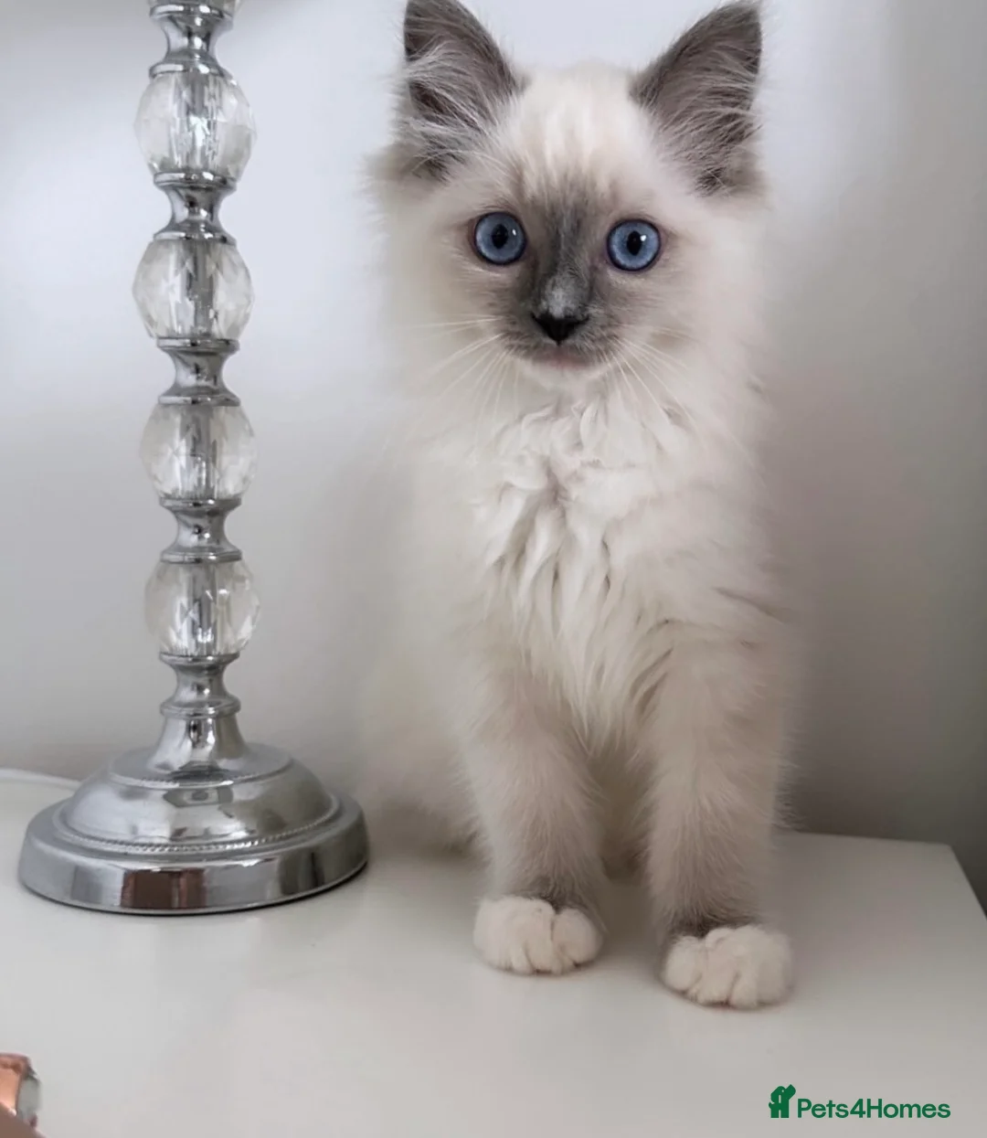 Ragdoll cats for sale: ⭐️ Meet Our Beautiful Ragdoll Babies ⭐️ - Advert 1