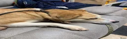 Mixed Breed dogs for adoption: Meet Dolly, currently residing in Leicester  in Hinckley - Advert 6