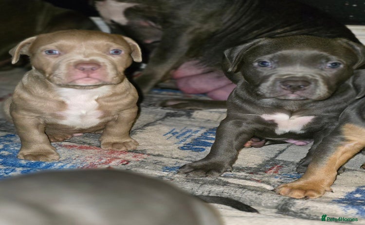 American Bulldog dogs - Advert 4