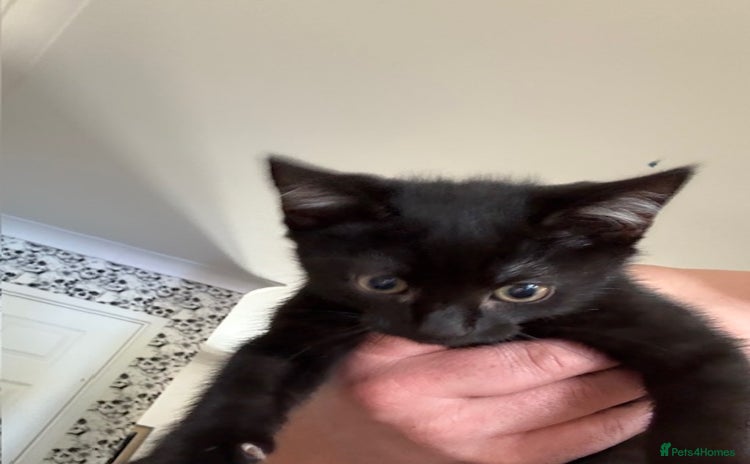 Mixed Breed cats - Advert 3