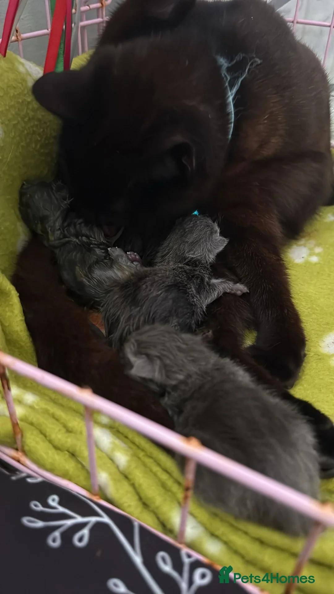 Mixed Breed cats for sale: Beautiful, full grey kittens. in Stockport - Advert 2