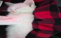 Turkish Angora cats for sale: 3 turkish angora x  - Image 3