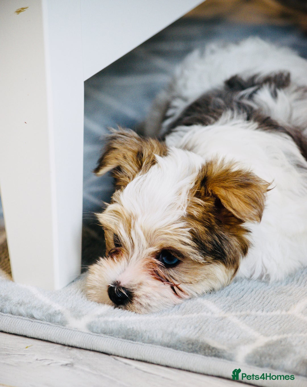 Yorkshire Terrier dogs for sale: ❤️Beautiful blue eyed Yorkshire terrier puppies❤️ - Advert 27