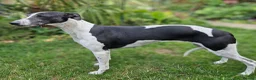 Whippet dogs for sale: Seeking the perfect home - Advert 4