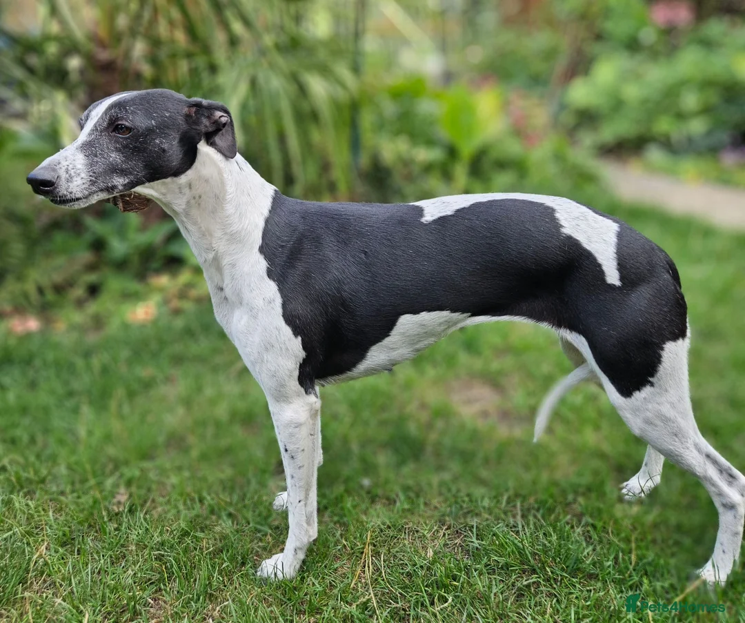 Whippet dogs for sale: Seeking the perfect home - Advert 4
