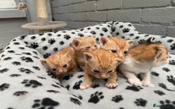 Mixed Breed cats for sale: Kittens from sale  - Image 3