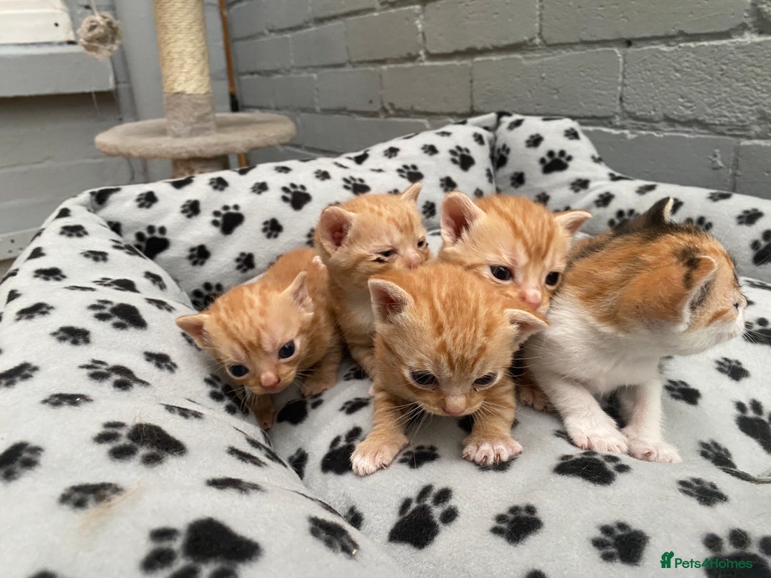 Mixed Breed cats for sale: Kittens from sale  - Image 3
