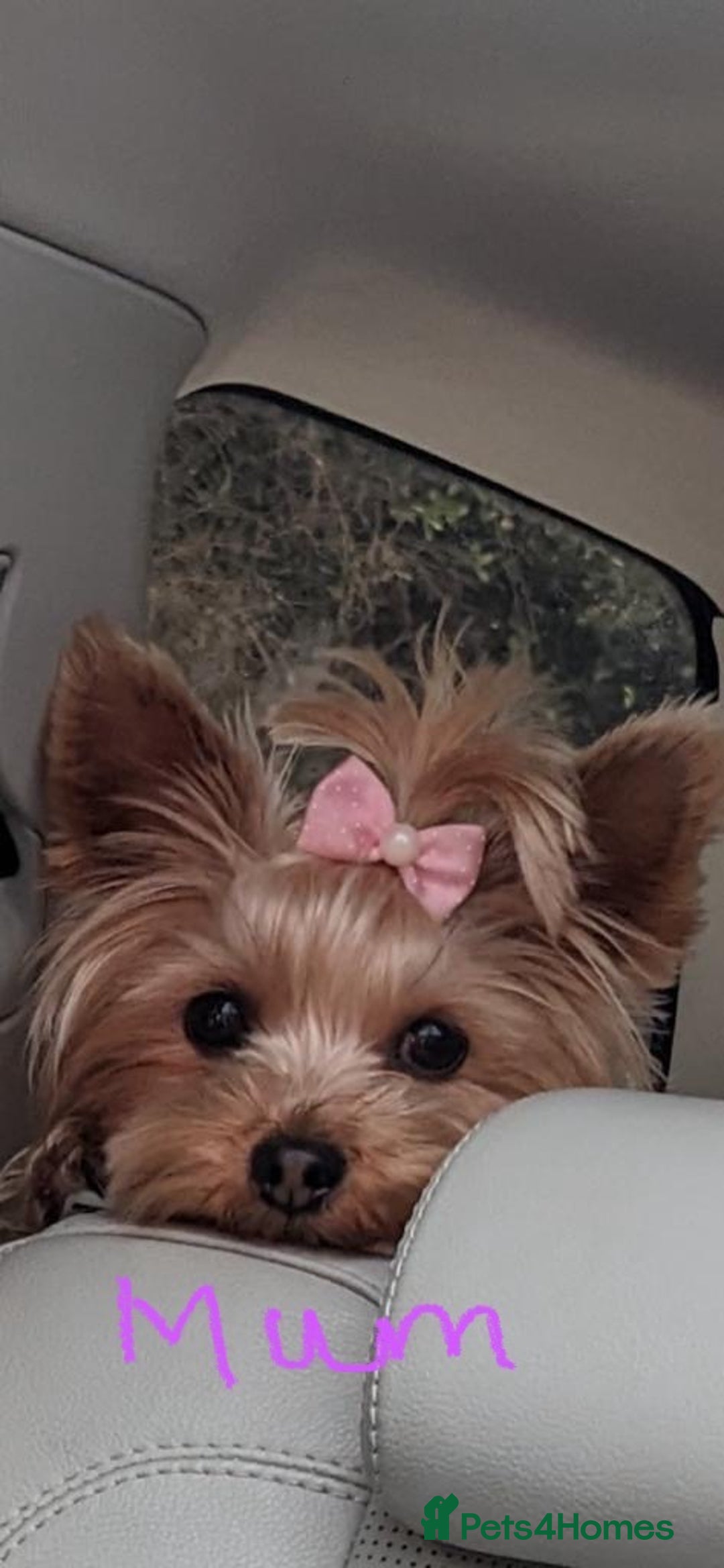 Yorkshire Terrier dogs for sale: Mini Yorkshire Terrier Puppies. - Advert 7