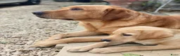 Labrador Retriever dogs for stud: Fully Health Tested Fox Red Labrador in Radstock - Advert 4
