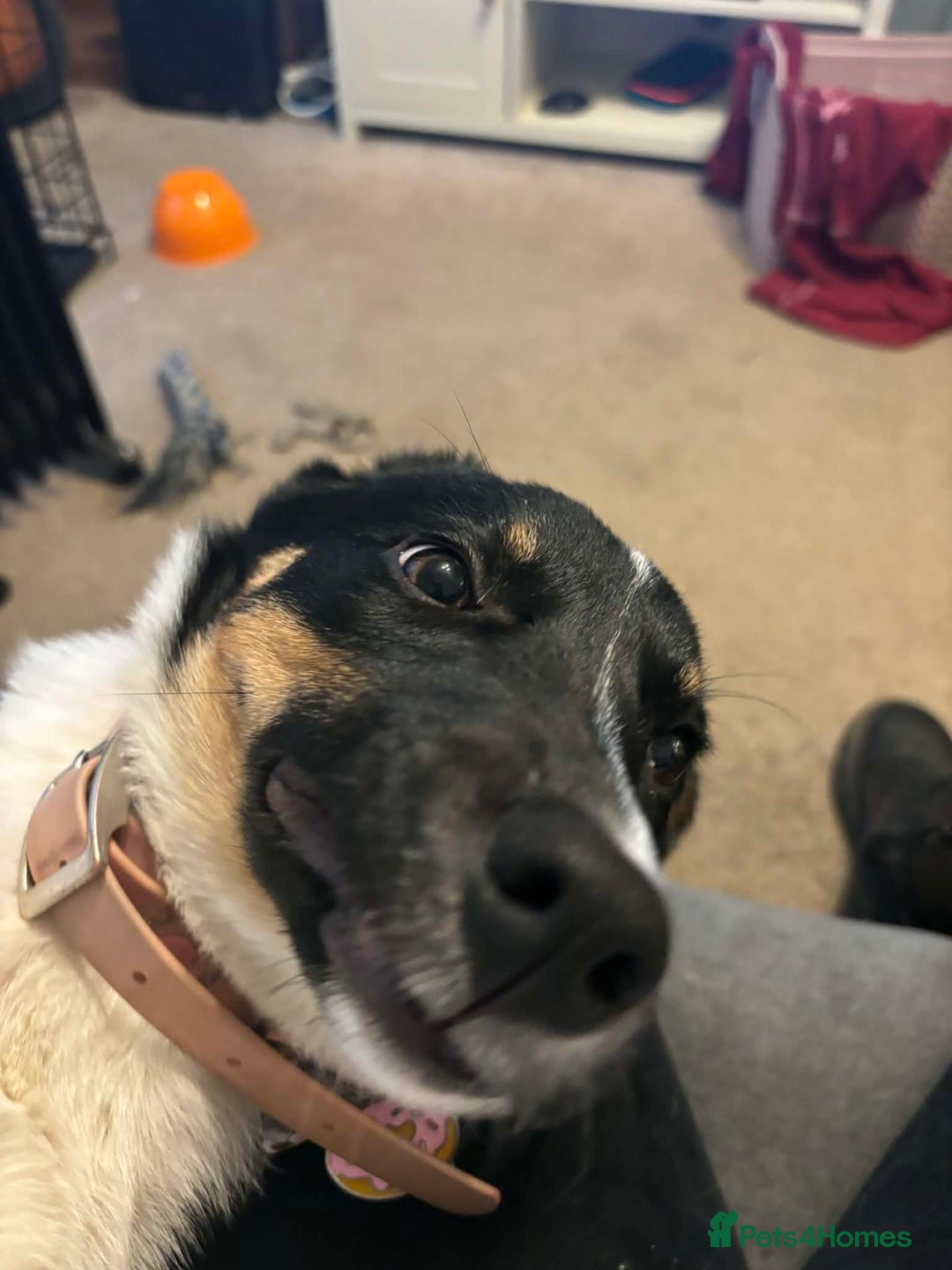 Border Collie dogs for sale: Tri colour border collie - Advert 7