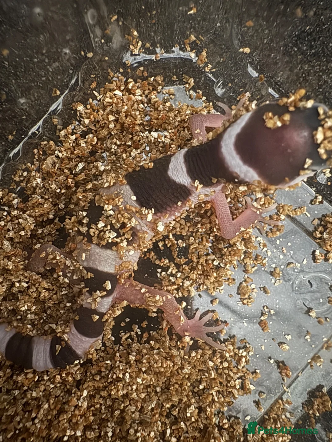 Leopard Gecko reptiles for sale: Baby Leopard Geckos - Advert 9