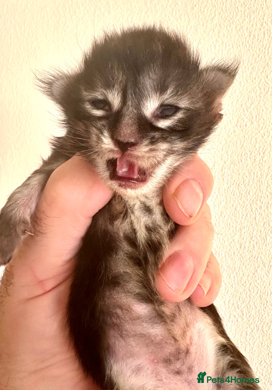 Maine Coon cats for sale: Tica Registered  Maine Coons  - Advert 11