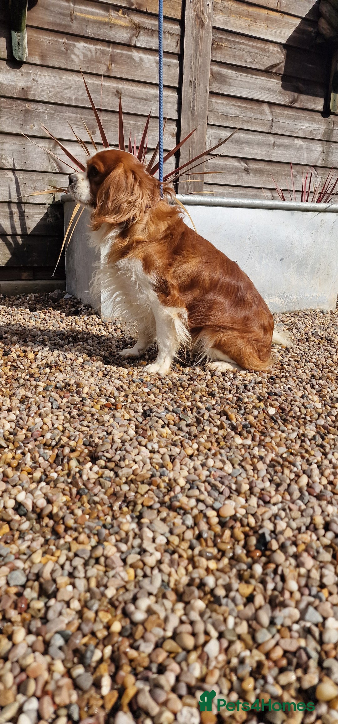 Cavalier King Charles Spaniel dogs for stud: Blenheim Cavalier King Charles Stud in Warwick - Advert 6