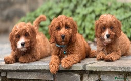 Cavapoo dogs for sale: Outstanding litter of deep red cavapoos - Image 11