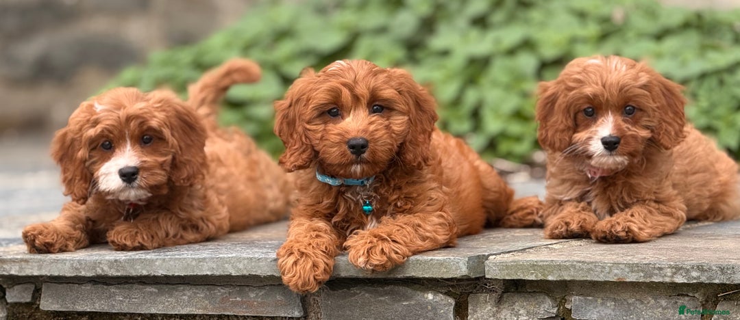 Cavapoo dogs for sale: Outstanding litter of deep red cavapoos - Image 11
