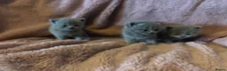British Shorthair cats for sale: British blue shorthair kittens available 22/10 - Advert 11