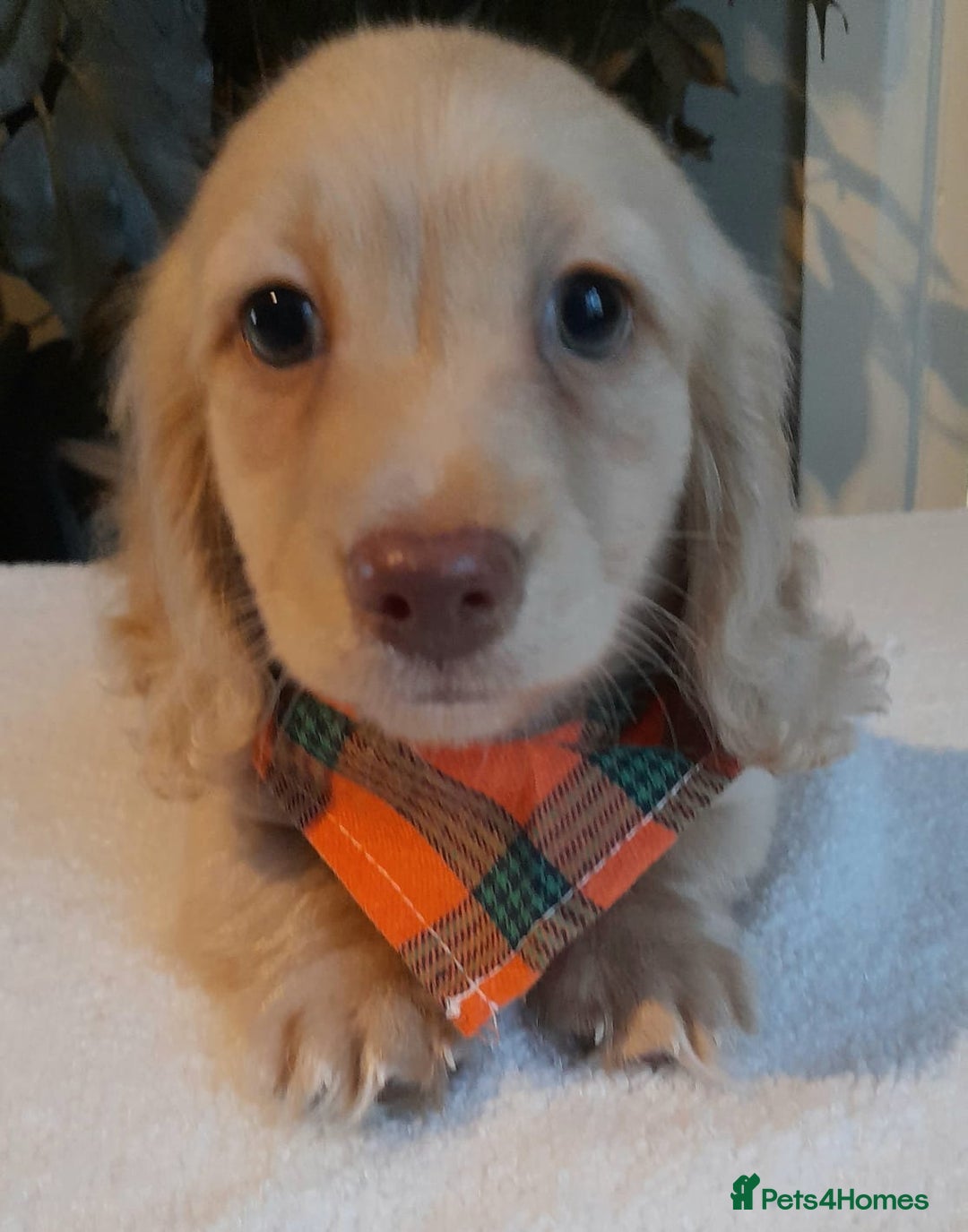 Miniature Dachshund dogs for sale:  Long haired minature daschunds  - Advert 11