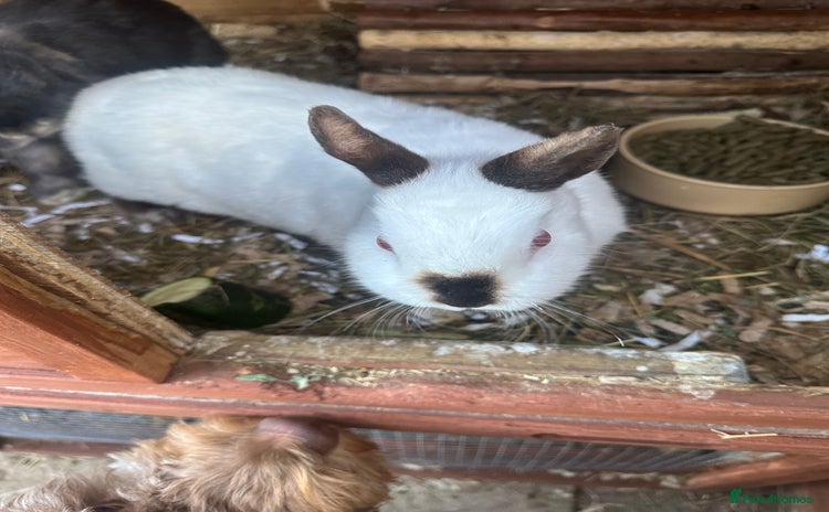 Netherland Dwarf rabbits - Advert 3